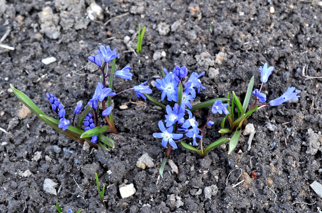 Изображение особи Chionodoxa sardensis.