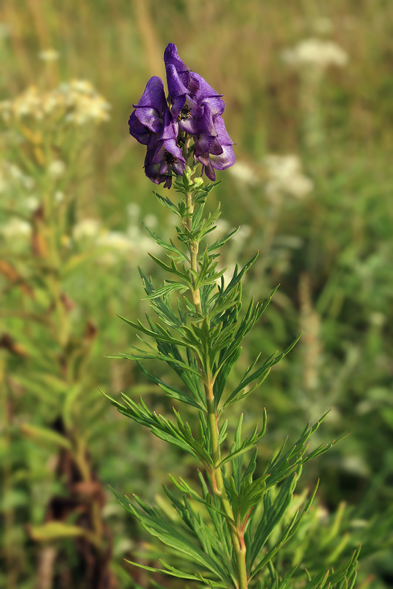 Изображение особи Aconitum sachalinense.