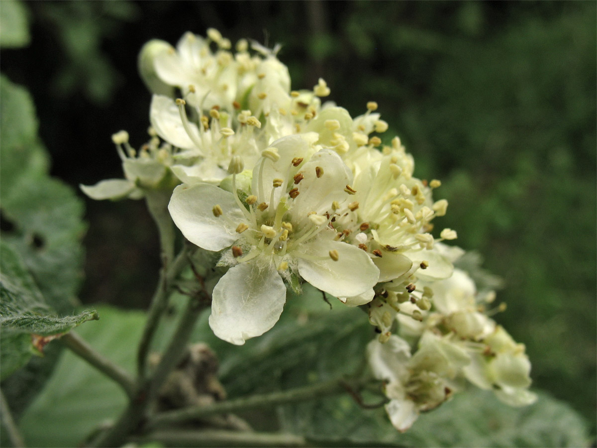 Изображение особи Sorbus aria.