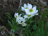 Anemonastrum narcissiflorum. Соцветия. Украина, Закарпатская обл., Раховский р-н, хр. Черногора, каменистый склон в субальпийском поясе, 1850 м н.у.м. 16 июля 2007 г.