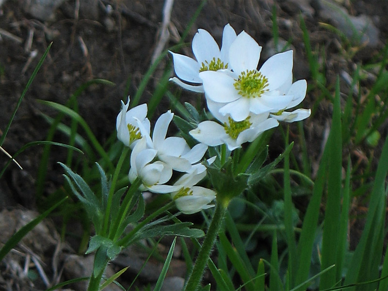 Image of Anemonastrum narcissiflorum specimen.