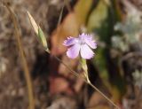 Dianthus campestris. Часть соцветия с цветком и бутонами. Украина, Запорожская обл., Черниговский р-н, степь к югу от реки Токмачки. 31.07.2016.