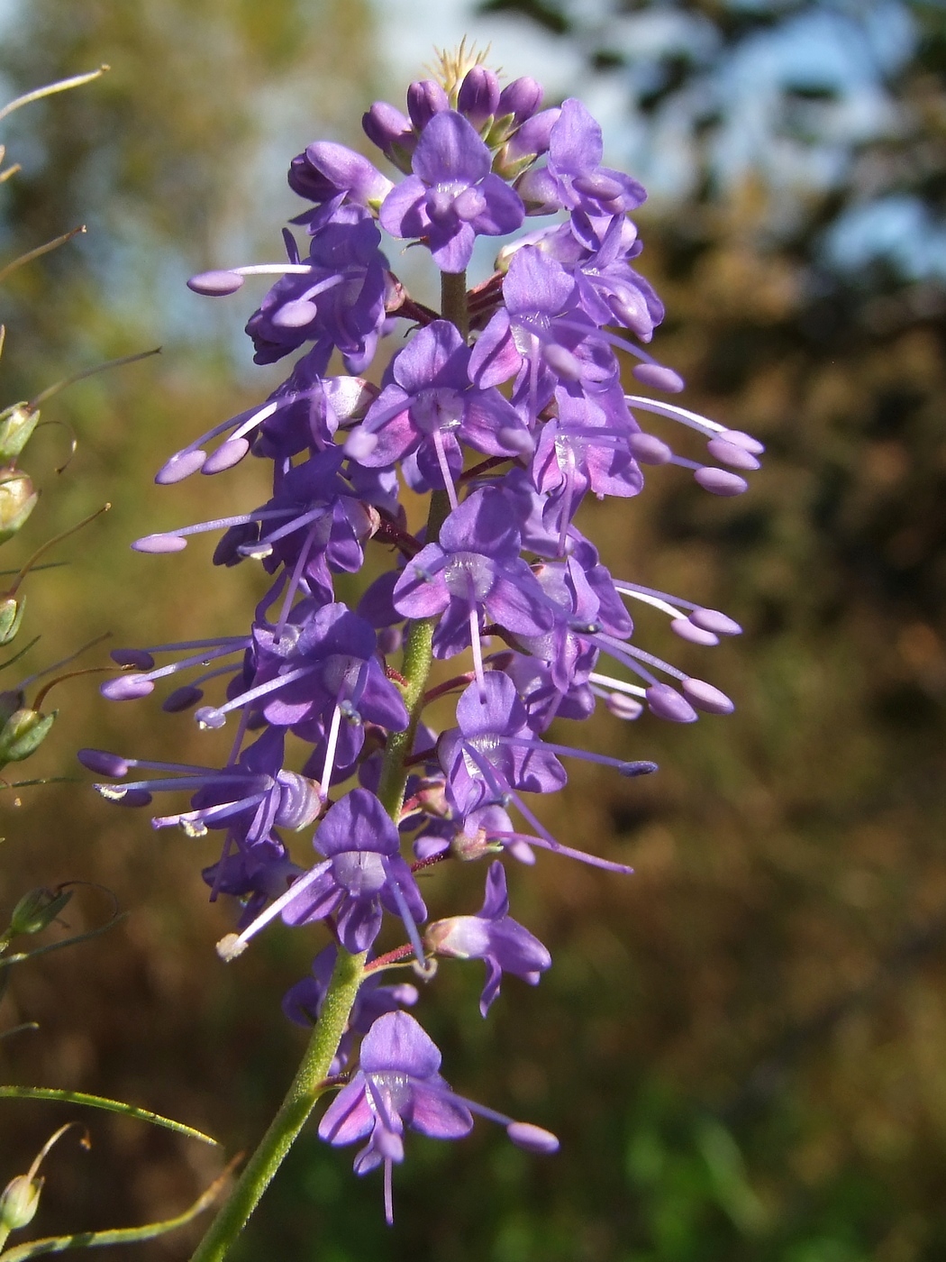 Изображение особи Veronica longifolia.