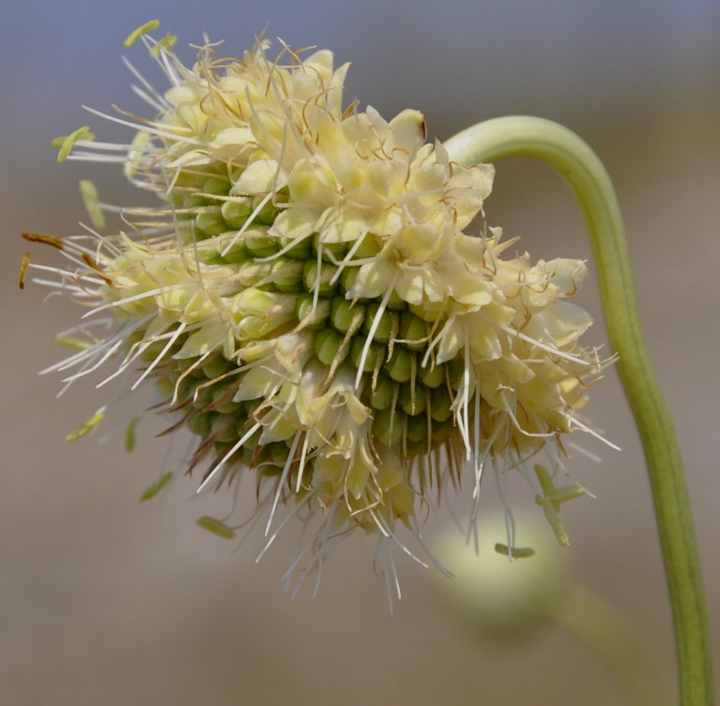 Image of Cephalaria ambrosioides specimen.