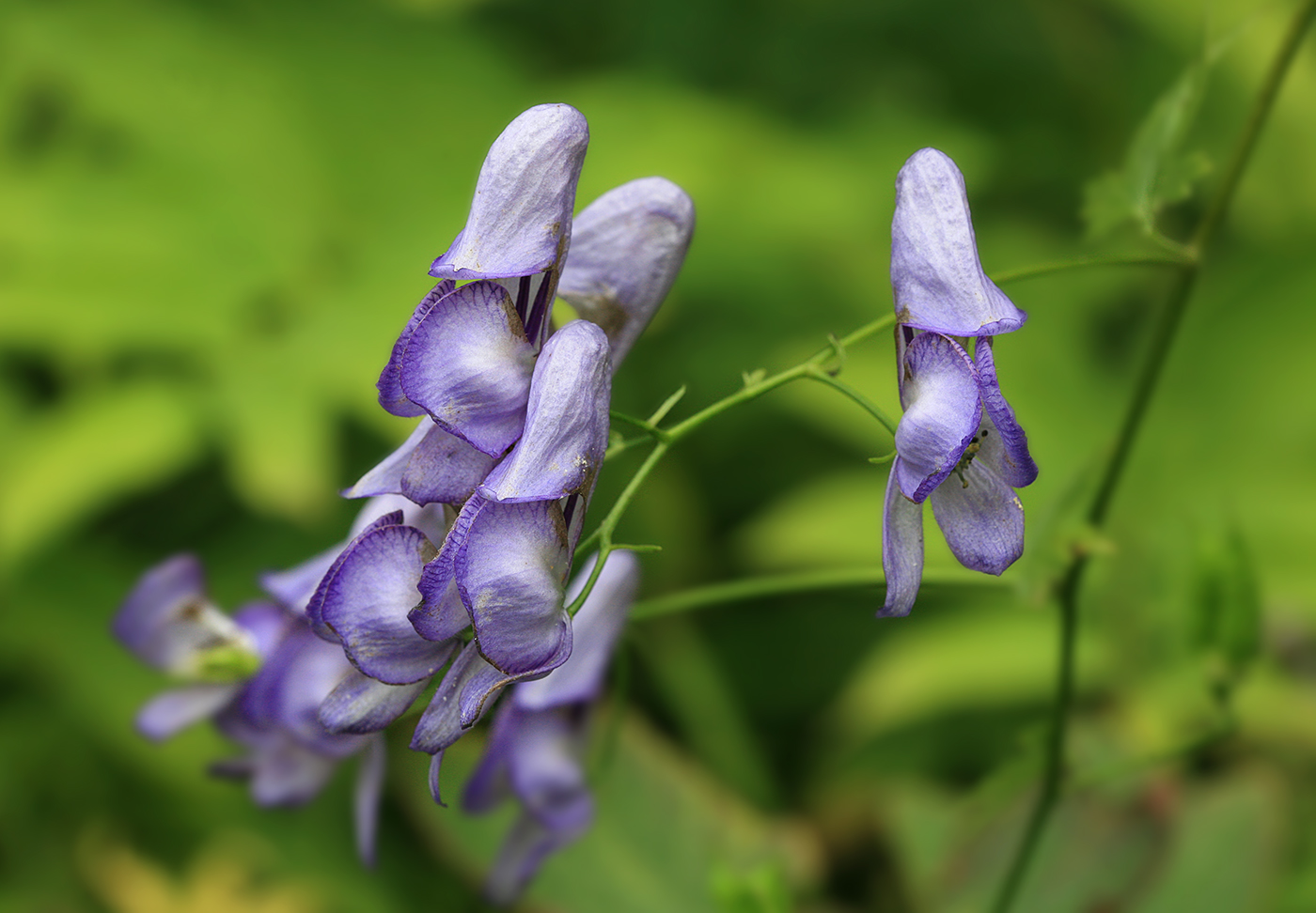 Изображение особи Aconitum sczukinii.