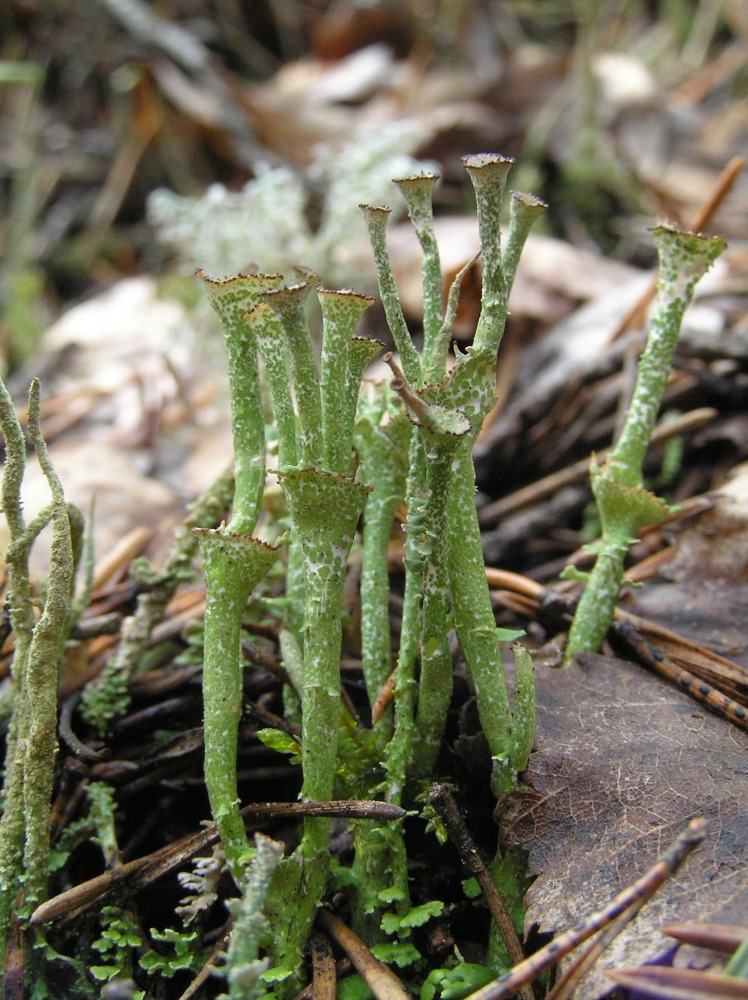 Изображение особи род Cladonia.