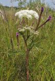 Seseli annuum