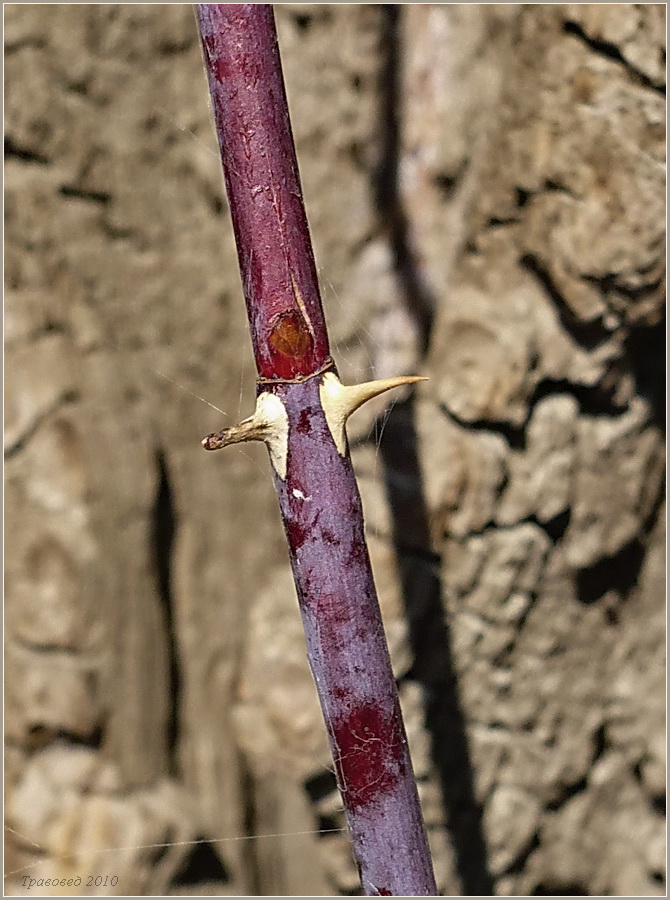Image of Rosa glabrifolia specimen.