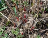 Paeonia lactiflora. Молодые побеги. Московская обл., Раменский р-н, окр. дер. Хрипань, садовый участок. 15.04.2017.