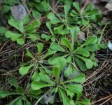 Antennaria dioica. Перезимовавшие растения. Пермский край, г. Пермь, Кировский р-н, опушка в сосновом бору. 22.04.2017.