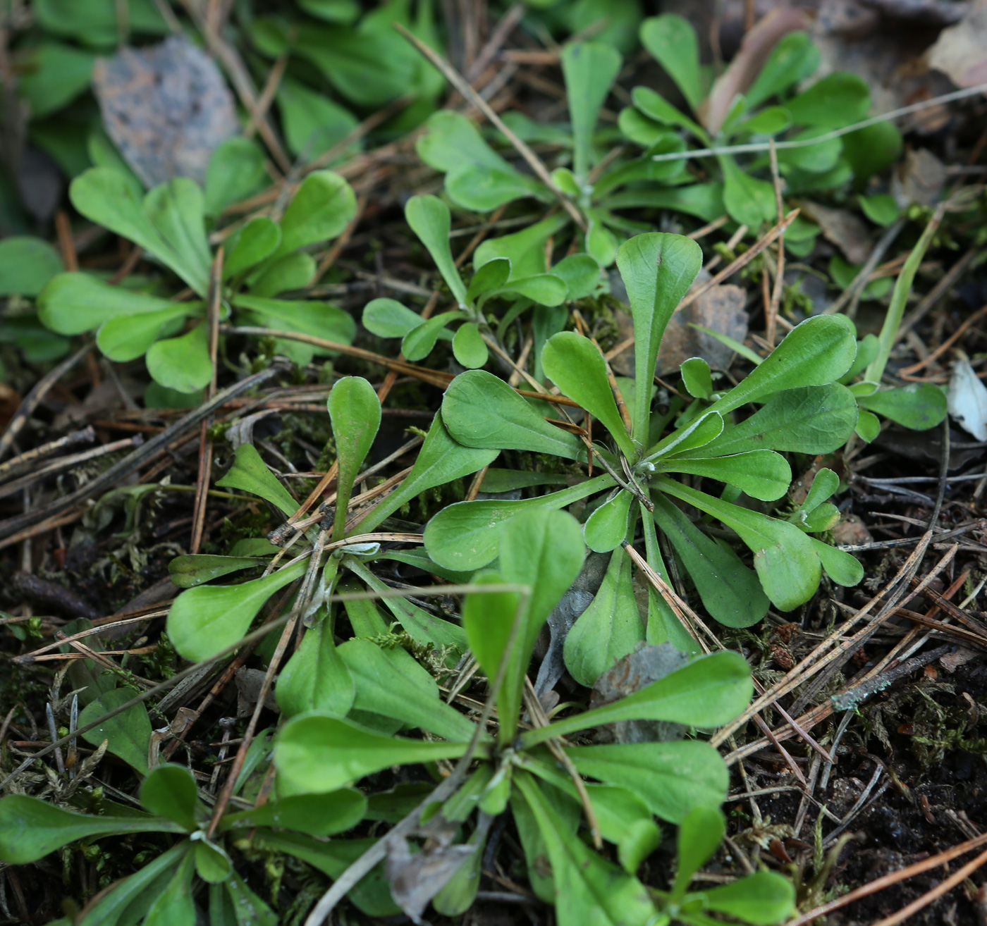 Изображение особи Antennaria dioica.