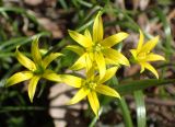 Gagea minima