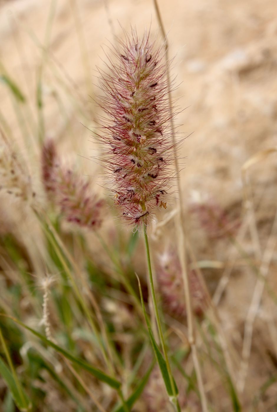 Изображение особи Cenchrus ciliaris.