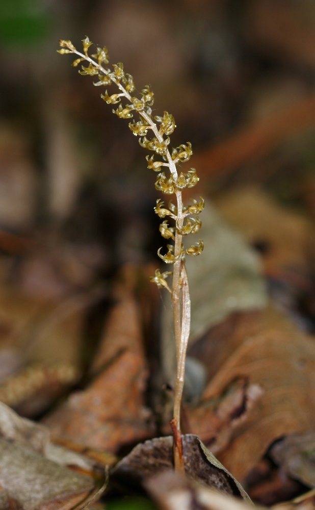 Изображение особи Neottia asiatica.