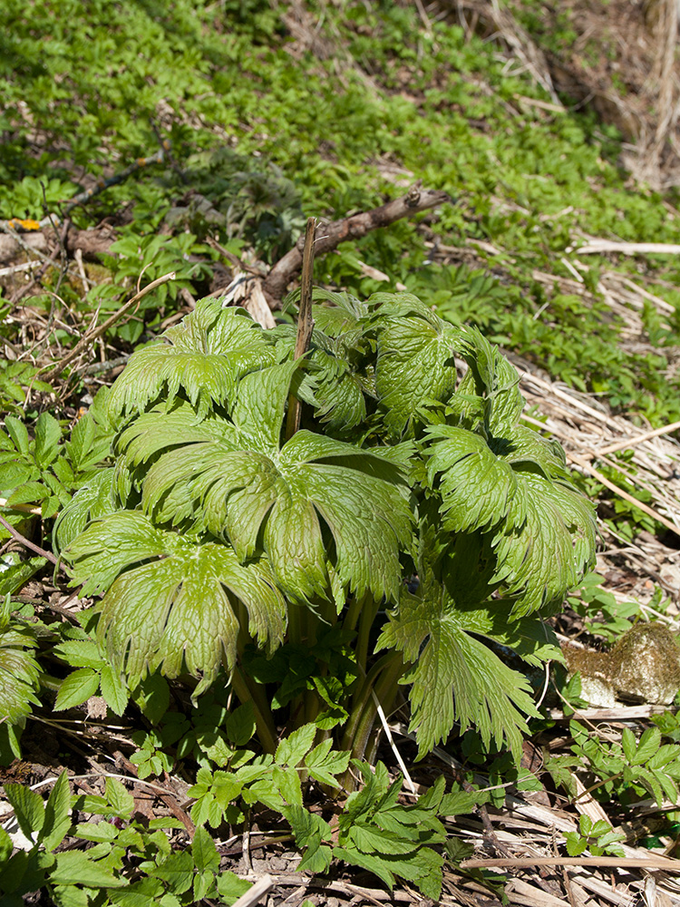 Image of Aconitum septentrionale specimen.