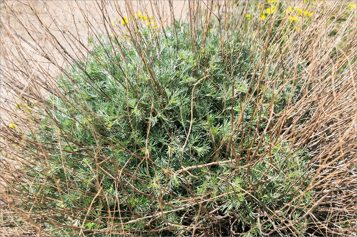 Image of Artemisia marschalliana specimen.