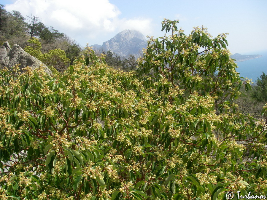 Изображение особи Arbutus andrachne.