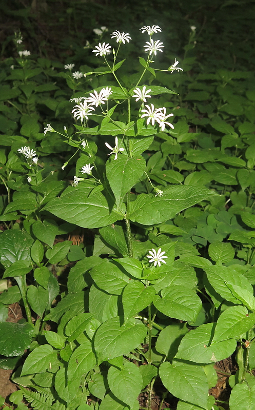 Изображение особи Stellaria nemorum.