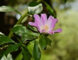 genus Pereskia. Верхушка побега с цветком. Израиль, Шарон, г. Тель-Авив, ботанический сад \"Сад кактусов\". 26.06.2017.