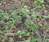 Corydalis solida. Покров с доминированием хохлатки в парке. Санкт-Петербург, конец апреля.