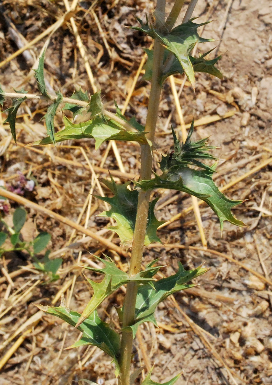 Изображение особи Carthamus × turkestanicus.