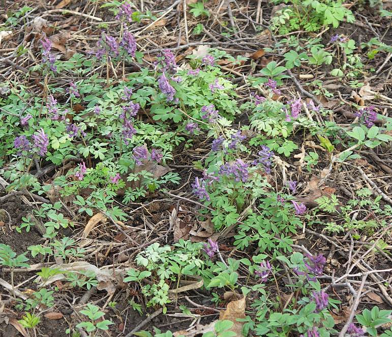 Image of Corydalis solida specimen.