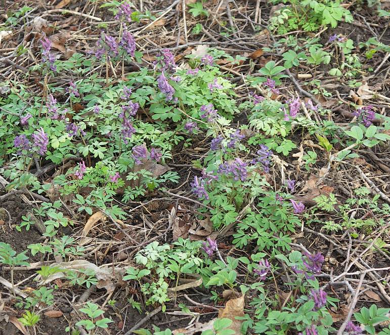 Image of Corydalis solida specimen.