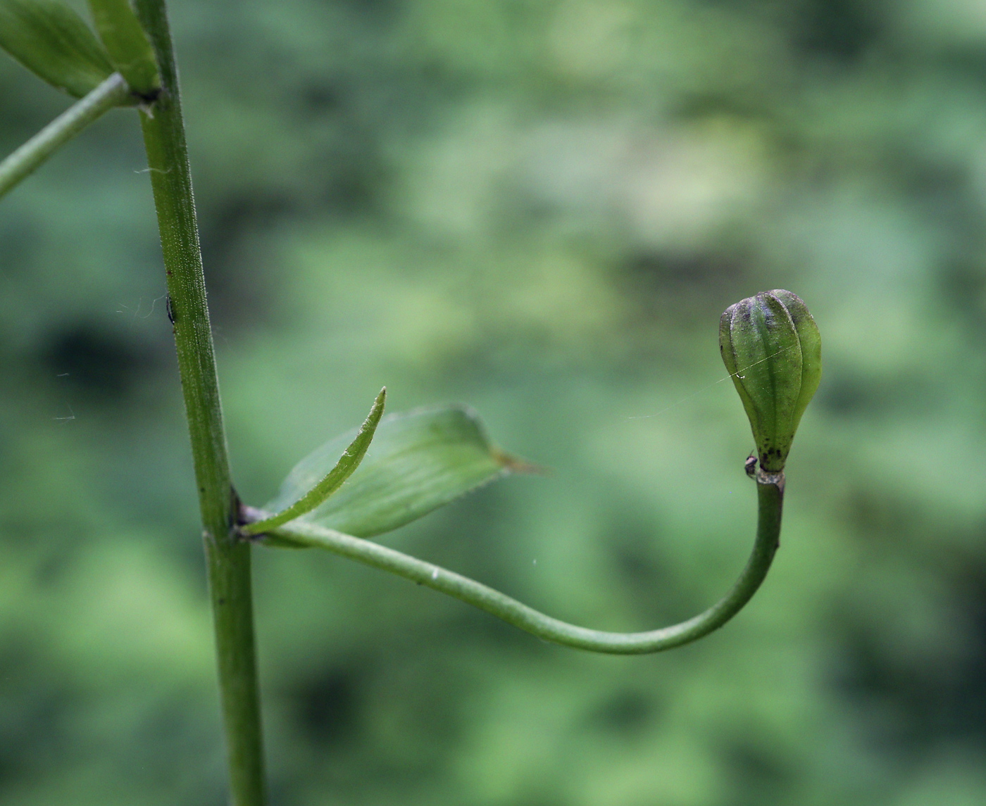 Image of Lilium pilosiusculum specimen.