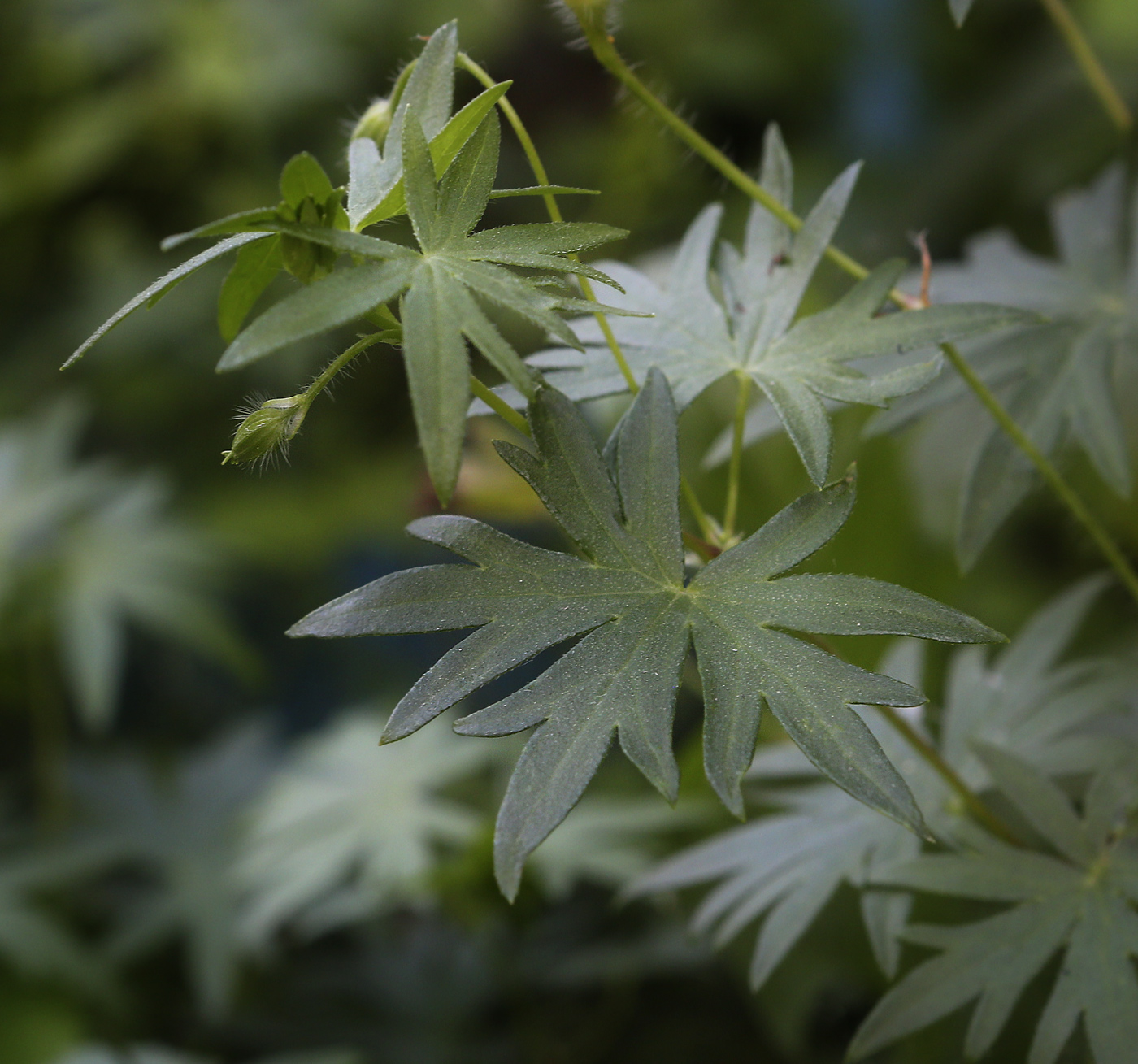 Image of Geranium sanguineum specimen.