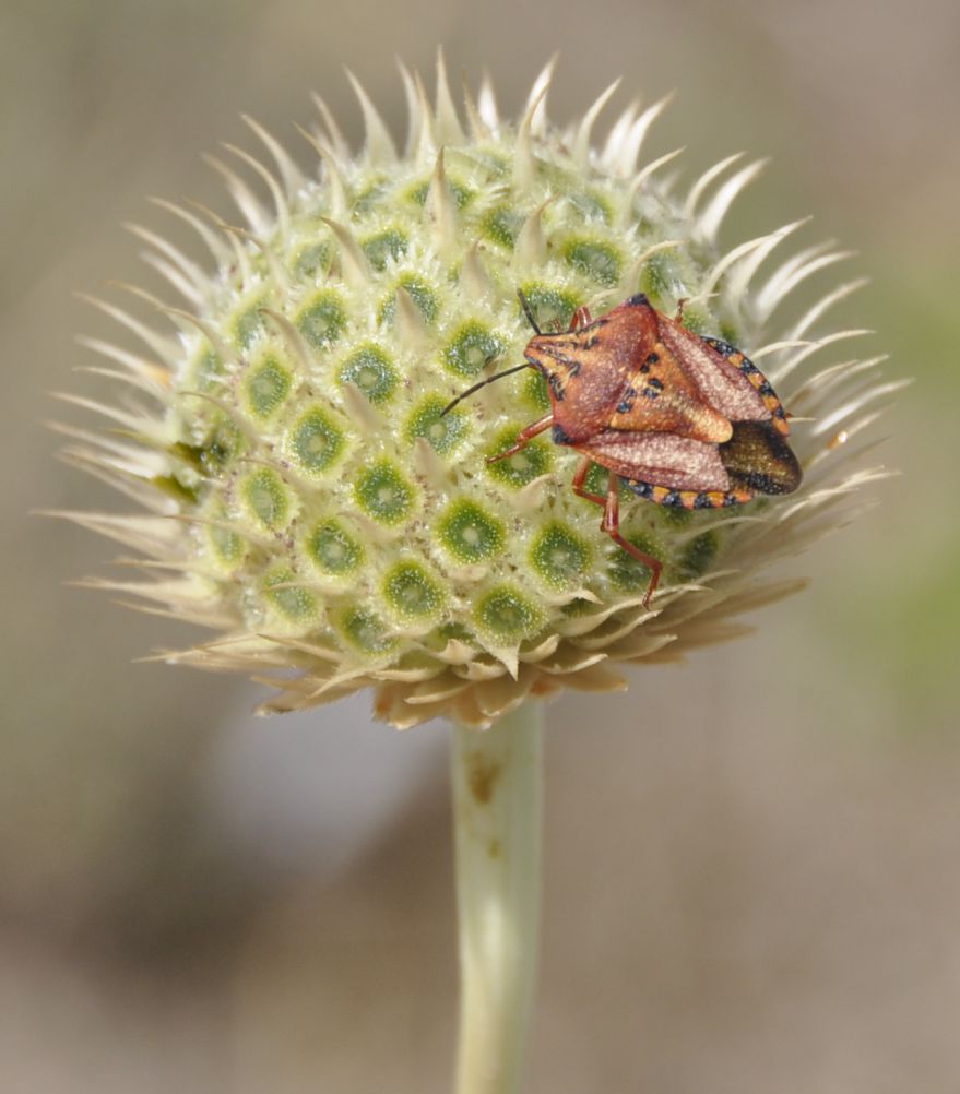 Image of Cephalaria ambrosioides specimen.