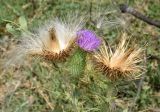 Cirsium vulgare. Верхушка цветущего и плодоносящего растения. Ферганская долина, Узбекистан, Андижанская обл., освоенные участки песков между населенными пунктами Язъяван и Акалтын. 22.07.2017.