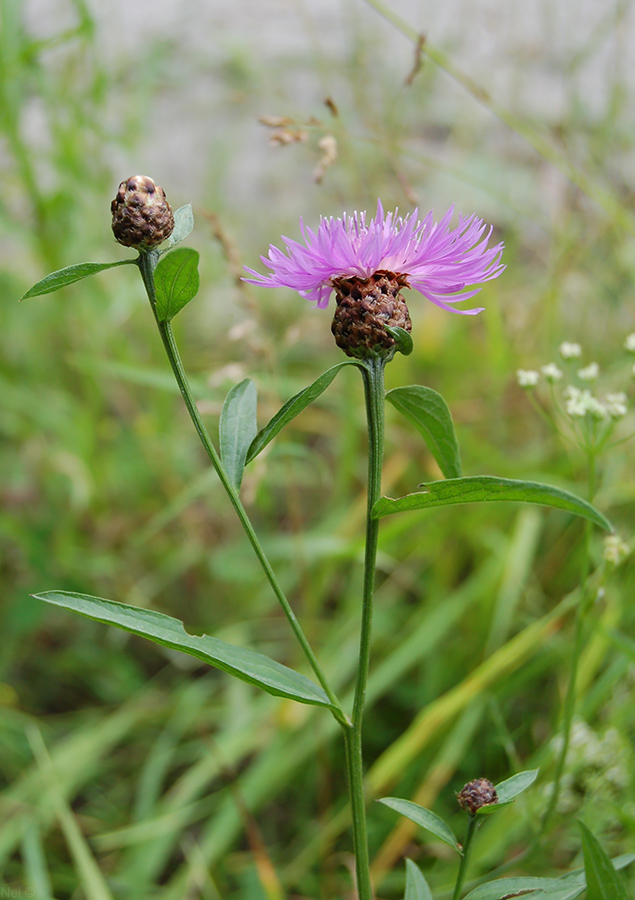 Изображение особи Centaurea jacea.