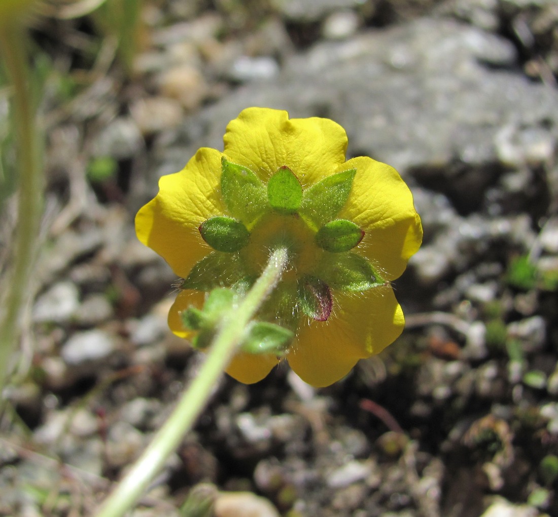 Image of Potentilla gelida specimen.