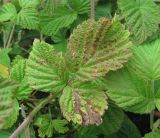 Rubus idaeus