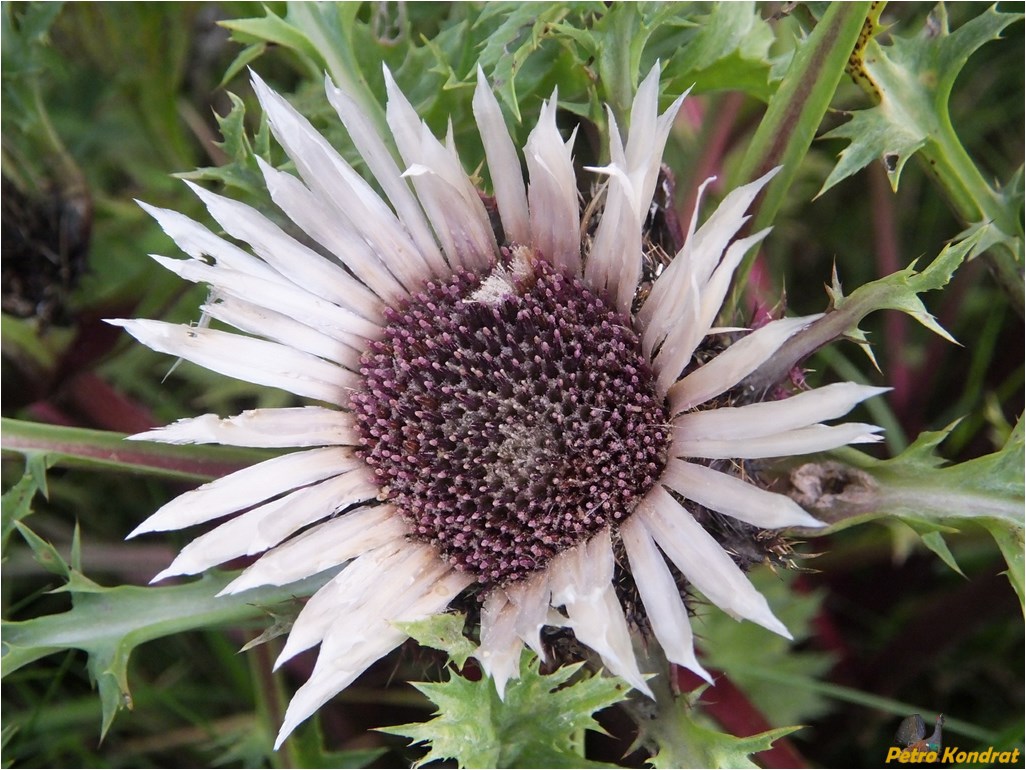 Image of Carlina cirsioides specimen.