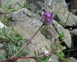 Astragalus brachytropis. Верхушка веточки с соцветием. Кабардино-Балкария, Эльбрусский р-н, долина р. Юсеньги, ок. 2550 м н.у.м., каменистое место у р. Юсеньги. 25.08.2017.