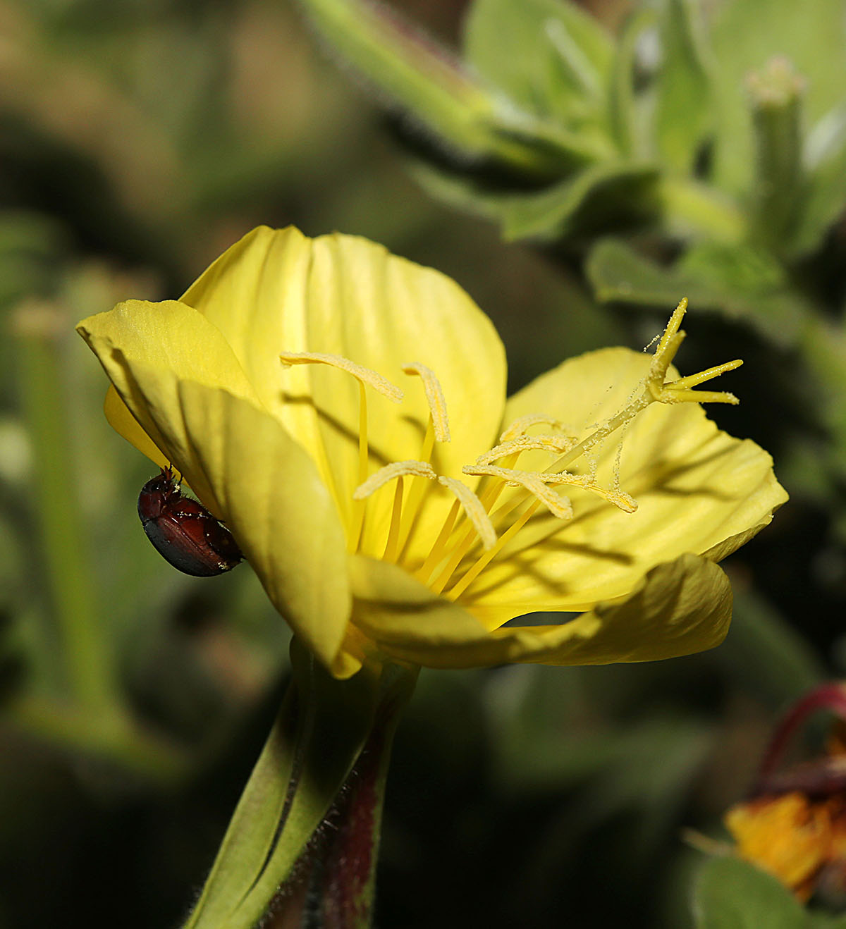 Изображение особи Oenothera drummondii.