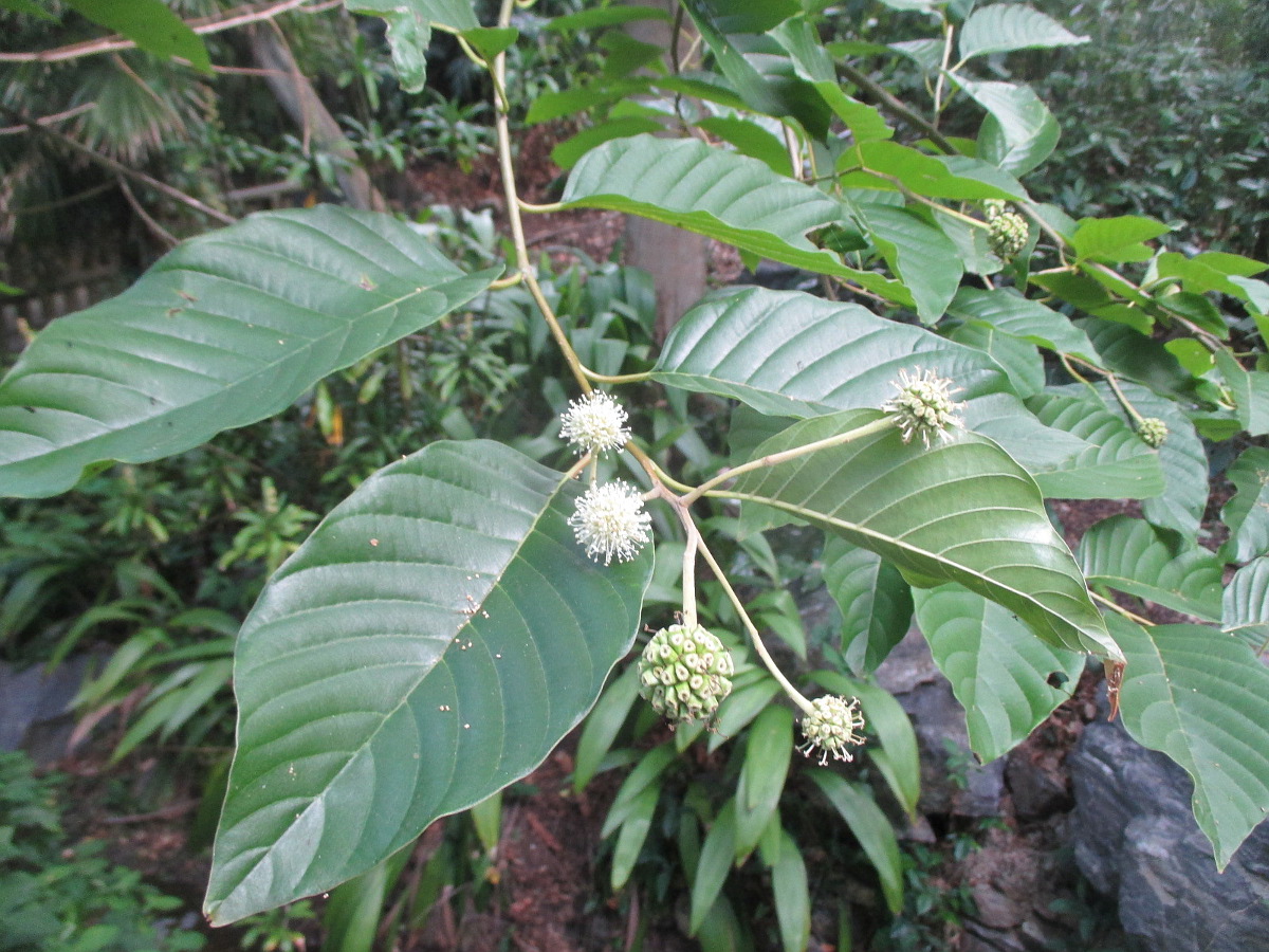 Image of Camptotheca acuminata specimen.