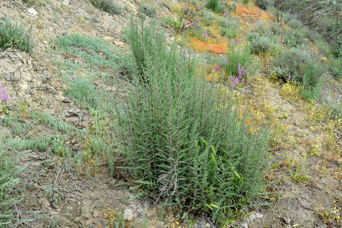 Изображение особи Salsola dendroides.