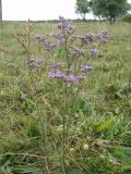 Limonium tomentellum