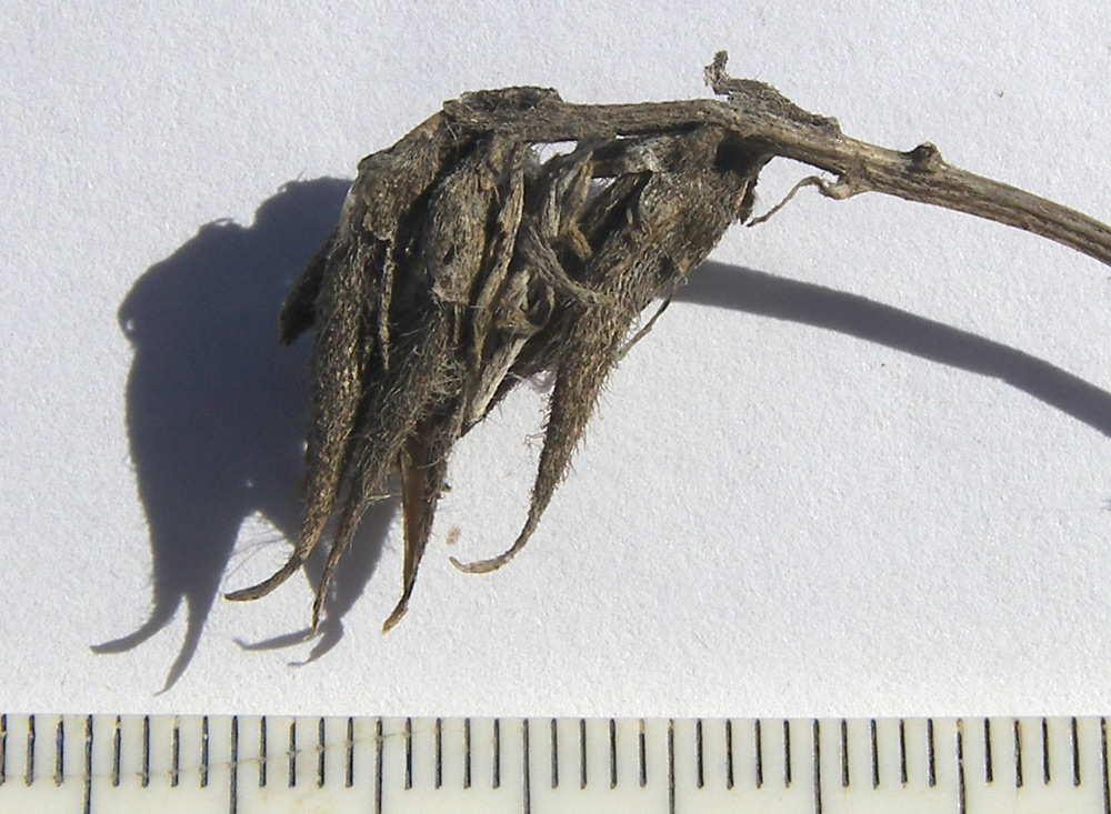 Изображение особи Astragalus reduncus.
