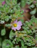 Frankenia pulverulenta