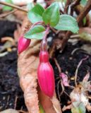 Fuchsia hybrida. Верхушка побега с бутоном. Ставропольский край, г. Невинномысск, территория гостиничного комплекса, в культуре. 17.10.2017.