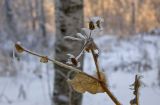 Bupleurum longifolium подвид aureum. Часть сухой веточки с остатками соплодия в инее. Башкортостан, Белорецкий р-н, Верхнеавзянский сельсовет, окр. с. Исмакаево, хр. Большой Шатак, ≈ 800 м н.у.м, разреженный березовый лес с вкраплениями лиственницы. 5 ноября 2017 г.