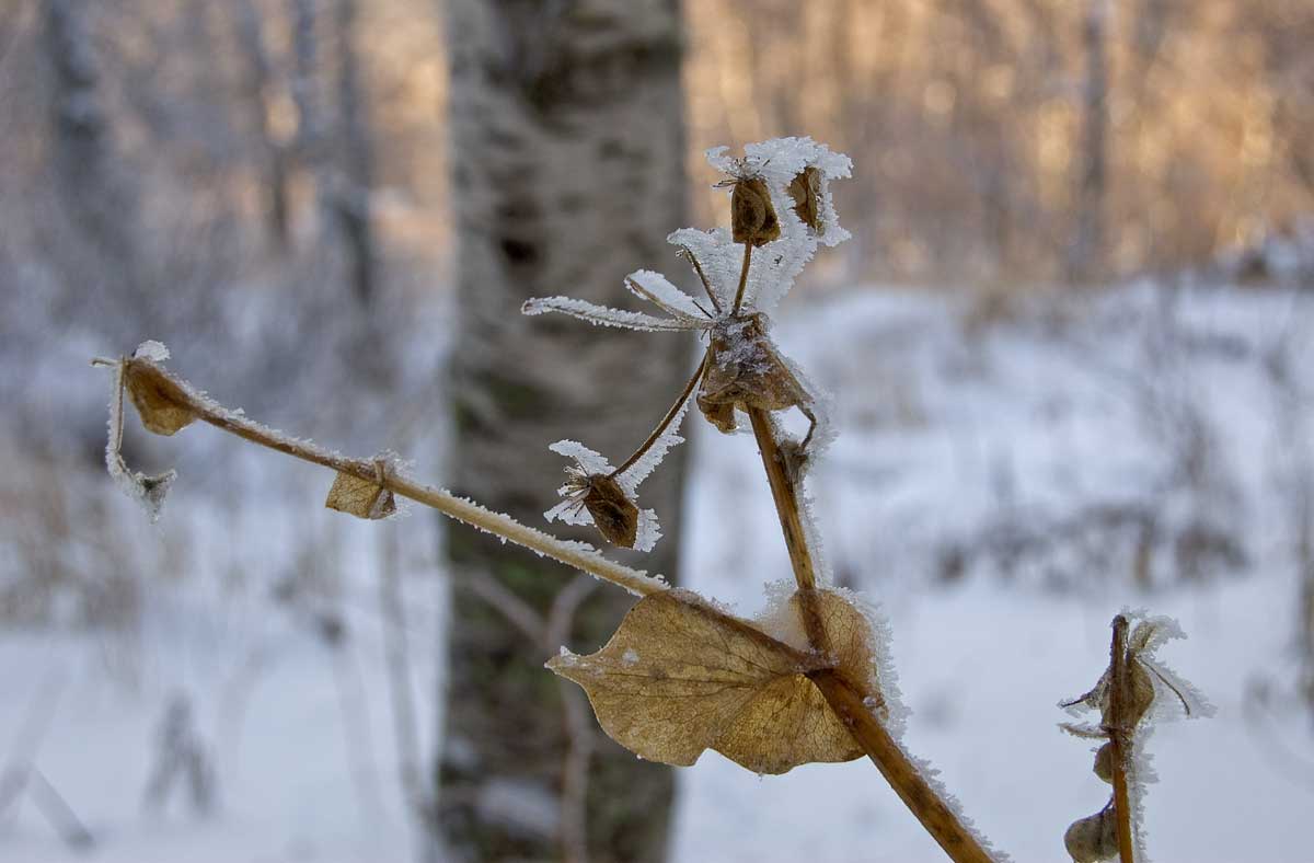 Изображение особи Bupleurum longifolium ssp. aureum.