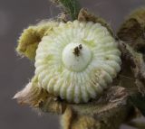 Alcea rosea