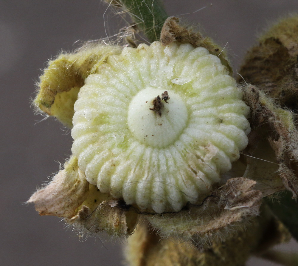 Image of Alcea rosea specimen.