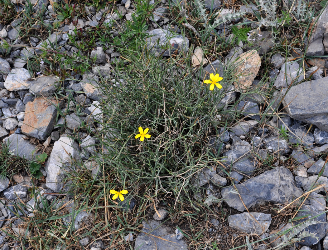 Изображение особи Scorzonera acanthoclada.