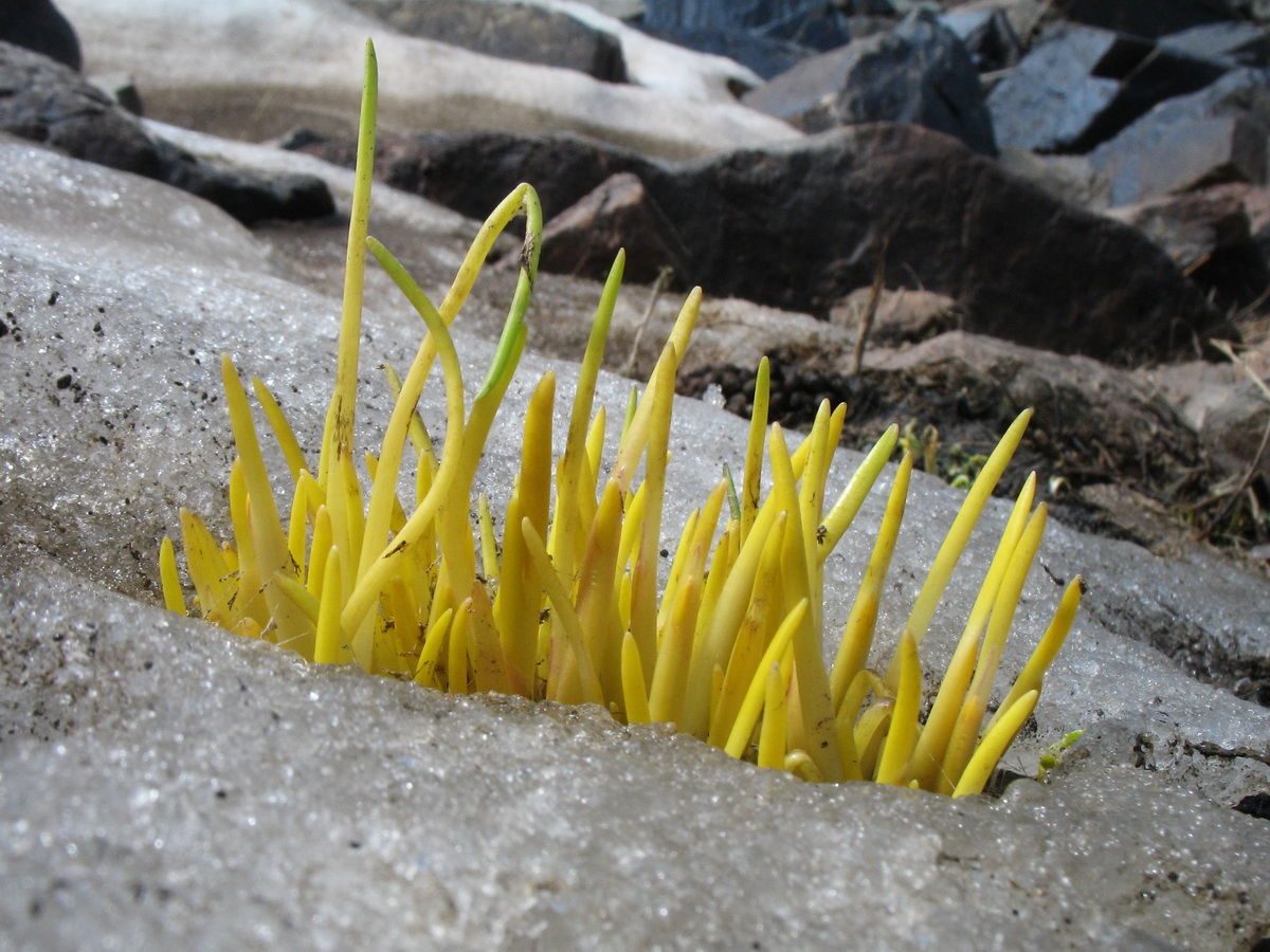 Image of Allium fedtschenkoanum specimen.