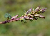 Pedicularis oederi